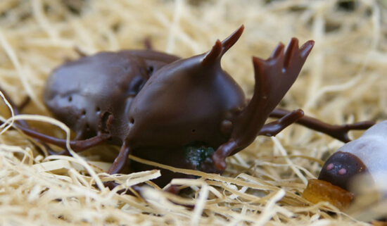 かぶと虫の成虫チョコレート